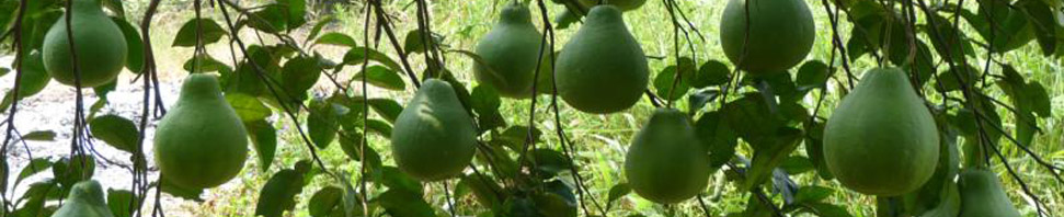 四川鴻福星科科技有限公司